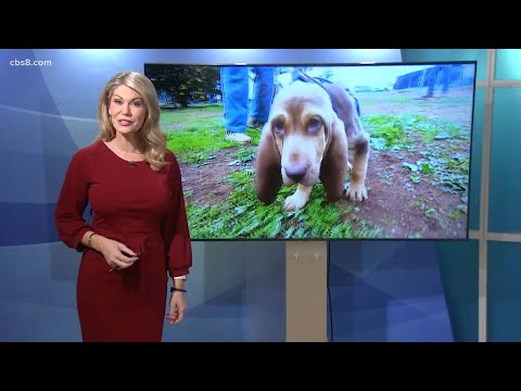 Meet Albert the Bloodhound - San Diego County Sheriff's Department