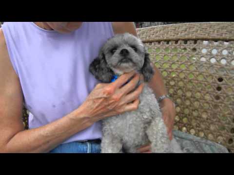 Nickelback, an adopted Poodle in Houston, TX_image-1