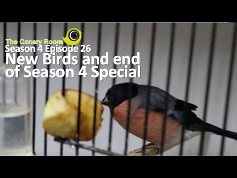 he Canary Room Season 4 Episode 26 - New Arrivals!