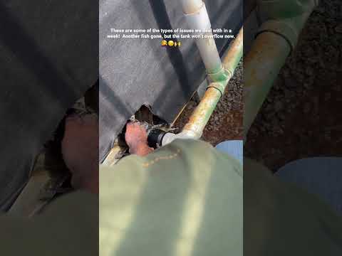 Don’t watch if you don’t like gross things... 🐟