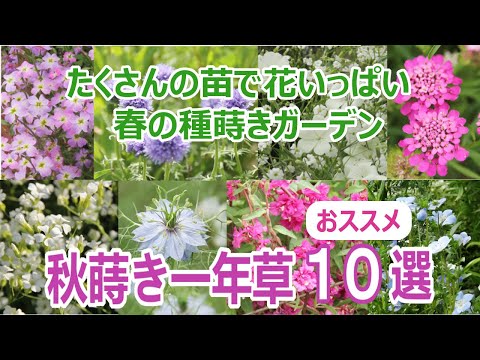 4月に観賞用の庭に何を種まきしますか？家に植えるのに最も美しい花！  庭園