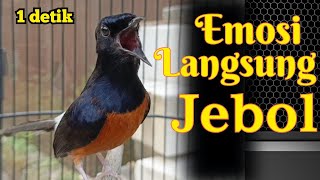 Download lagu FULL EMOSI🔥MURAI BATU GACOR SEKALI DENGAR MURAI BATU APAPUN PASTI NYAUT CEPAT BUNYI BONGKAR ISIAN mp3 Download lagu FULL EMOSI🔥MURAI BATU GACOR SEKALI DENGAR MURAI BATU APAPUN PASTI NYAUT CEPAT BUNYI BONGKAR ISIAN mp3