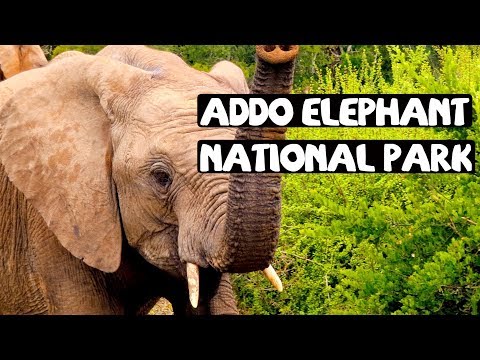 ADDO ELEPHANT NATIONAL PARK AND RIVER SAFARI || TRAVEL SOUTH AFRICA