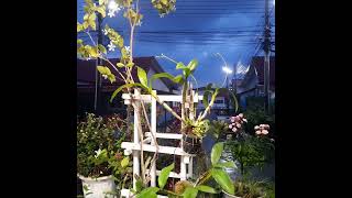 ฟังเสียงฝนยามเย็น 18.00น. เขตเมืองระยอง 5-10-67