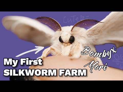 Raising a Silkworm farm! Bombyx Mori | CUTEST MOTH