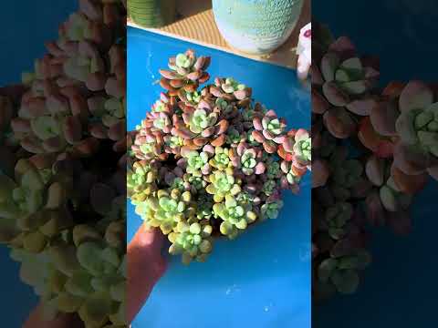 How to Water Succulents the Right Way | Easy Guide