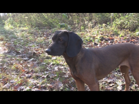 Hazai Vadász - 149. adás - 2017.02.11. - szombat 17:00 óra - ECHO-TV_HD