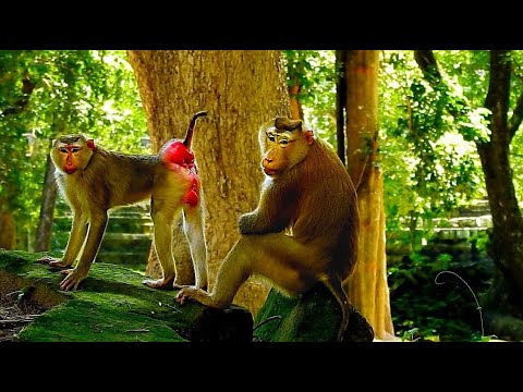 Unpacking Monkey Pongo's Hidden Conversations: His Closest Relationships!