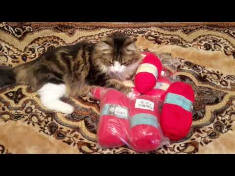 Мой кот Масяня - помощник