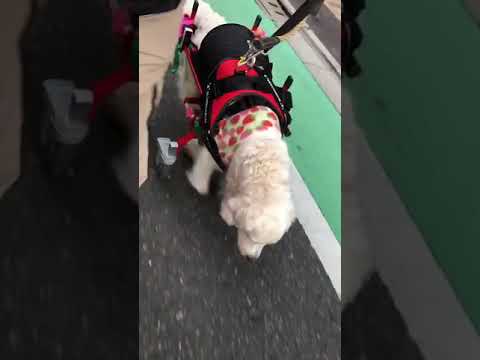 ゴールデンレトリーバーのケリーちゃん　犬用車椅子で歩く