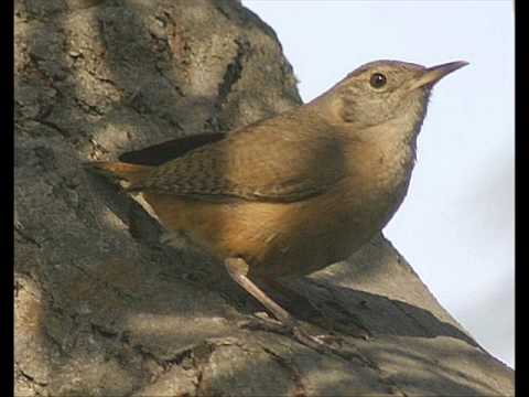 FG Cucarachero Araucano - Argenis Salazar