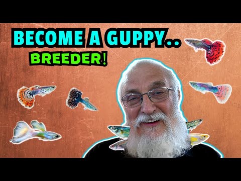 Become A Guppy Breeding Pro: How To Breed Prize-winning Fish!