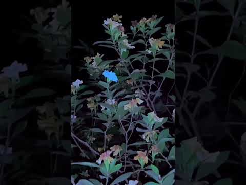 Beautiful gardenia tree 🌳 #beautiful #gardenia