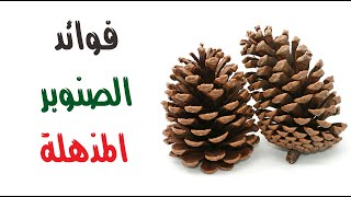 للصنوبر فوائد جمّة إذا عرفتها ستشتريه ولو ثمنه ذهب للصنوبر فوائد جمّة إذا عرفتها ستشتريه ولو ثمنه ذهب