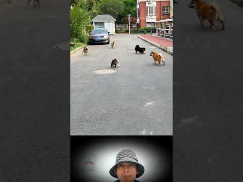 The biggest guy was the one who shouted the loudest. dog and cat videos #cat #dog