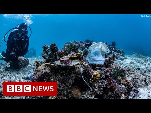 菲律賓礁石上堆滿了面膜 - BBC新聞網 (Philippines reef littered with face masks - BBC News)