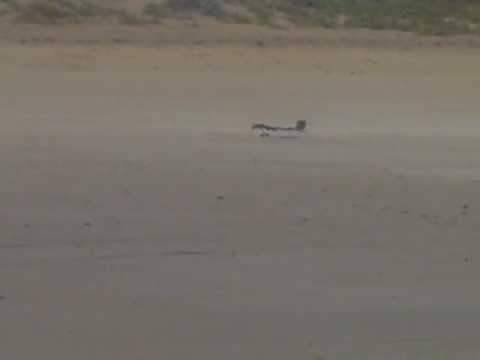 SPAD QHOR dounut king.