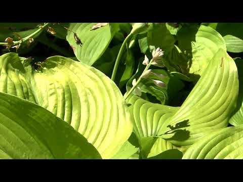 download lagu mp3 mp4 Hosta Guacamole, download lagu Hosta Guacamole gratis, unduh video klip Hosta Guacamole