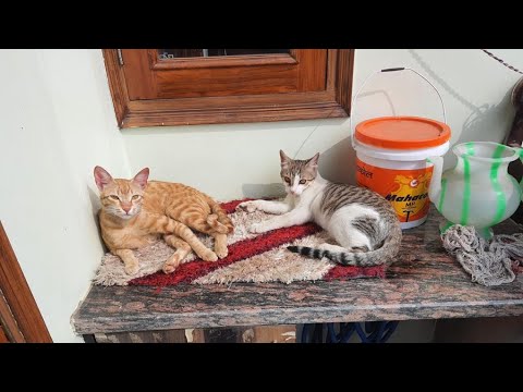 Cute little Bittu is teasing Kittu....#cat #trending #viral #cutecat #funnycat #cutebaby #shorts