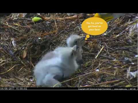 A Rainy Day on the Nest with the Eaglets