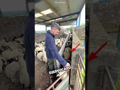 La pequeña oveja intentó escapar 😱🐑 #shorts