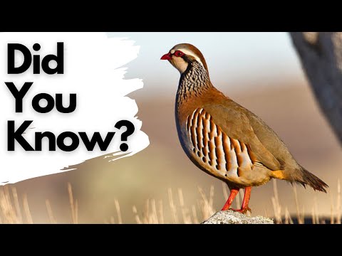 Things You Need to Know About Red-Legged PARTRIDGE!