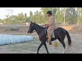 Powerful Horse Mating And Breeding Video Viral Horse Power Footage 2025