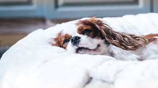Hyggebed das orthopädische Hundebett