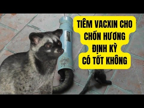 , title : 'Nên Hay Không Nên Tiêm Vacxin Định Kỳ Cho Chồn Hương – Trại Giống Đông Sơn'