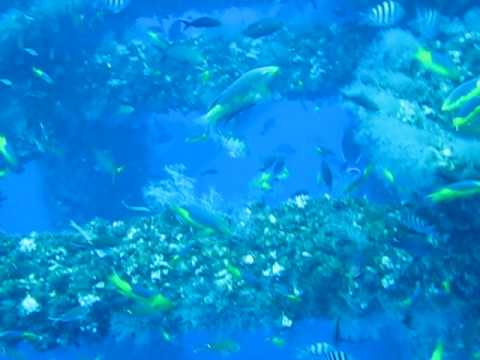 Tropical fish on artificial reef (oil rig)