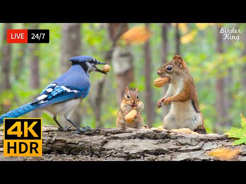 🔴 24/7 LIVE: Cat TV 😺 All Birds, Chipmunks Squirrels are Happy 🐦 Cat Games 4K HDR