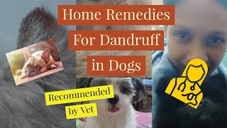 Home Remedies for Dandruff in Dogs | Proven Solution Recommended by Vet ( in Hindi)