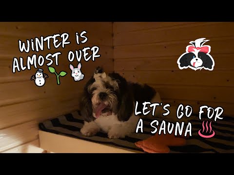 Winter is almost over | Let's go for a sauna | Life in Finland 🇫🇮 | Azure Koira Vlogs 🐾
