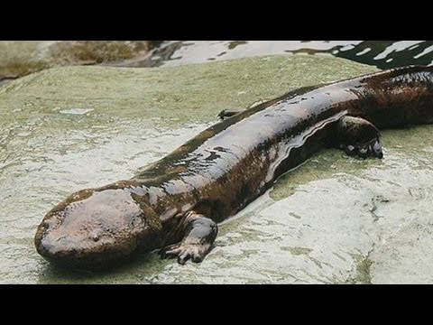 200 Year Old Creature The Oldest Animal On Earth