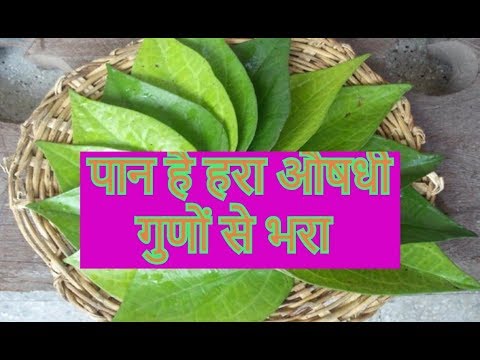 पान खाने के 7 गजब के फायदे | Betel Leaf Benefits for Health in hindi |पान में क्या क्या मिलाकर खाएं Video