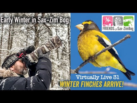 Evening Grosbeaks Galore! Winter Finches Arrive Sax-Zim Bog Virtually Live 31 S3:E6