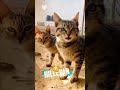 Libas Song Status Kaka Ji Bilo Bge Bileya Da Ki Kregi ️