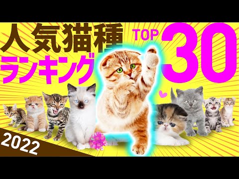 2022 Latest | Top 30 Most Popular Cat Breeds Ranking