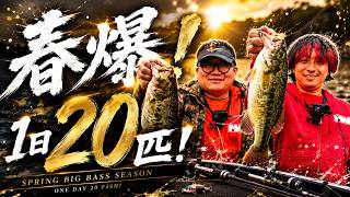 【バス釣り】1日で20匹！大分・芹川で春爆バスフィッシング！