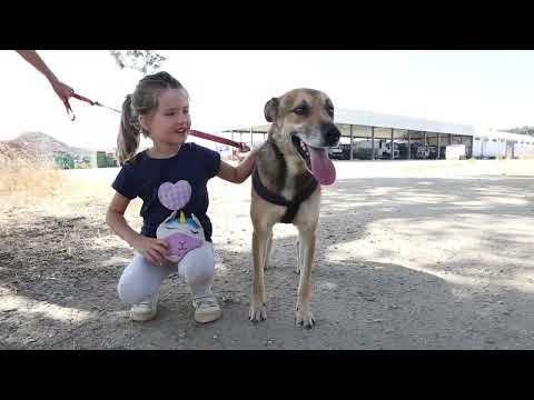 Lucky Dogs Montemor