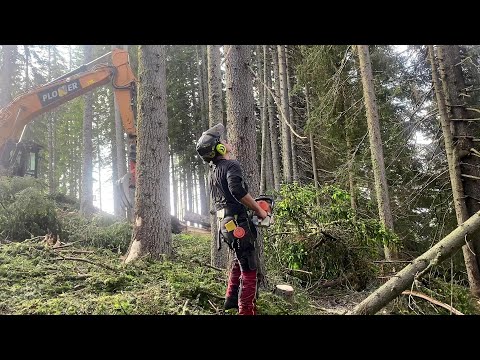 MS 462 》Fällen & Feilen