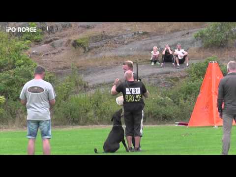 FCI NM IPO 2014 Ingar Andersen - Dinico Yack del Conte Drago - C