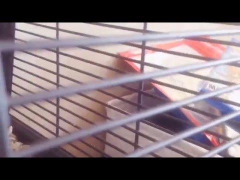 My hamster won't eat