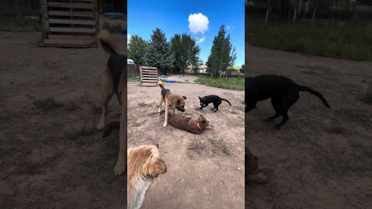 Enlarge Magnet, a Adoptable Mixed Breed in Flagstaff, AZ video 5/6