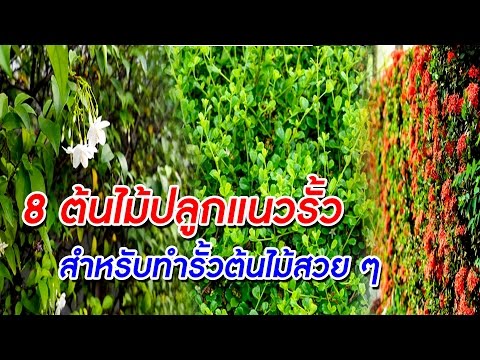 ไม่แรงของโซดา สิ่งที่เป็นสมุนไพรเพื่อเพิ่มความแข็งแรง