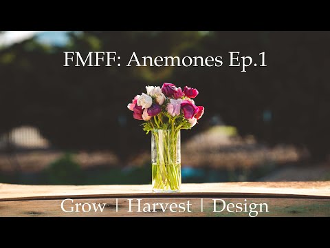 Five Minute Flower Friday - Anemones | Ep.1 | Almost Everything to Know to Grow, Harvest & Design.