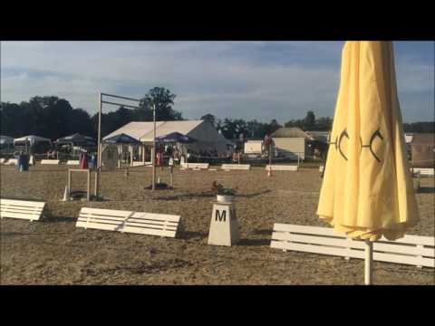 Working Equitation Talina Lorei & Akuna Matata 2016 Trail