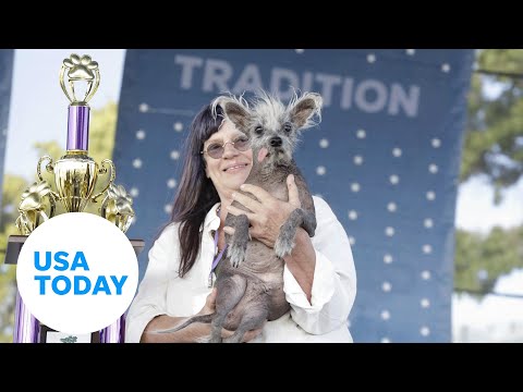 The ugliest dog in the world is a Chinese Crested dog named Scooter USA TODAY