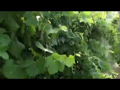 Quinto Trattamento Vigneto Asprinio Doc con Rame, Zolfo e Tignola 18-6-16 Casal di Princie (CE)