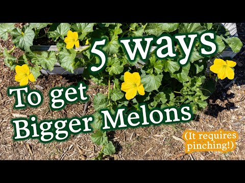 Become A Massive Melon Machine With These 5 Tips for Planting, Growing & Harvesting